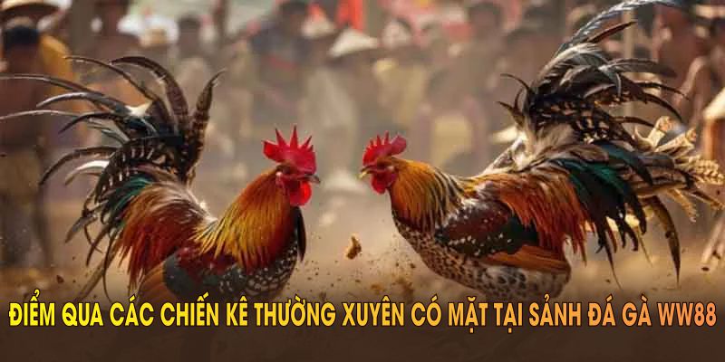 Điểm qua các chiến kê thường xuyên có mặt tại sảnh