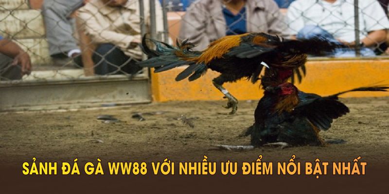 Sảnh đá gà WW88 với nhiều ưu điểm nổi bật nhất